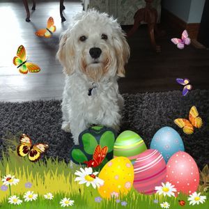 Meet your Posher, Laurie